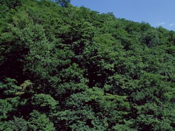 佐藤造花仏壇店