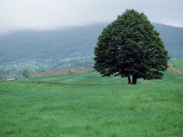 広田仏壇仏具店